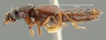 Media type: image;   Entomology 6531 Aspect: habitus lateral view